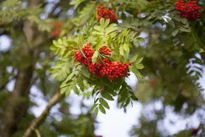 Sorbus auc. 'Edulis'