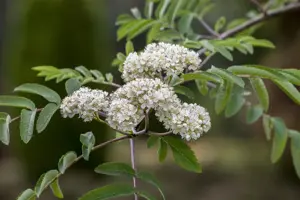 Sorbus auc. 'Edulis' - 40-60 CM C3 WHIP - image 2