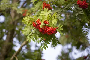 Sorbus auc. 'Edulis' - STD 14-16 CM CONT - image 1