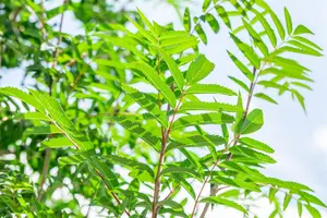 Sorbus auc. 'Edulis' - 175-200 CM C3 WHIP - image 3