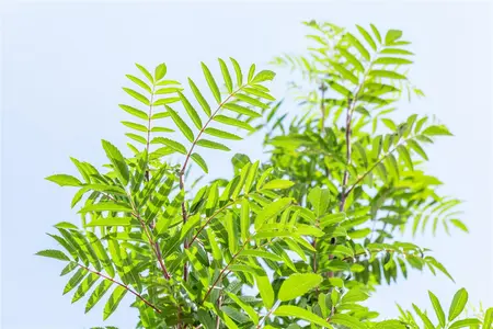 Sorbus auc. 'Edulis' - 175-200 CM C3 WHIP - image 4