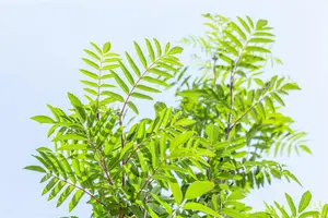 Sorbus auc. 'Edulis' - 175-200 CM C3 WHIP - image 4