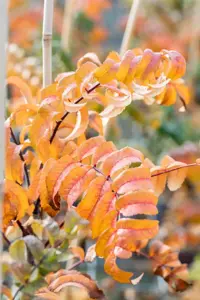 Sorbus auc. 'Fastigiata' - 60-80 CM C10 - image 3