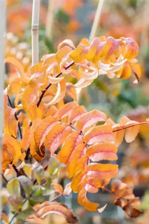 Sorbus auc. 'Fastigiata' - STDS 14-16 CM RB - image 3