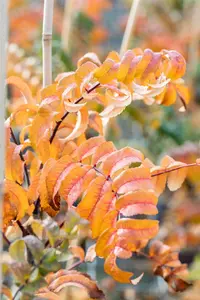 Sorbus auc. 'Fastigiata' - 80-100 CM C10 - image 3