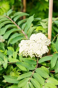 Sorbus auc. 'Fastigiata' - 100-125 CM C10 - image 5