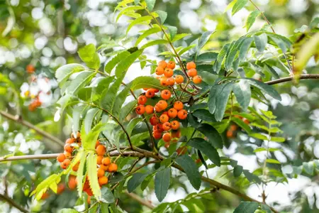 Sorbus auc. 'Fastigiata' - 60-80 CM C10 - image 1