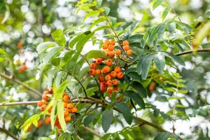 Sorbus auc. 'Fastigiata'