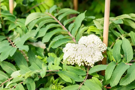 Sorbus auc. 'Fastigiata' - 60-80 CM C10 - image 5