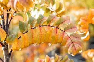 Sorbus auc. 'Fastigiata' - STDS 12-14 CM RB - image 2