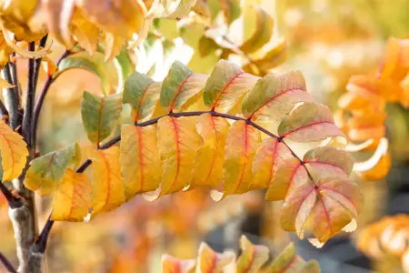 Sorbus auc. 'Fastigiata' - STDS 16-18 CM RB - image 2