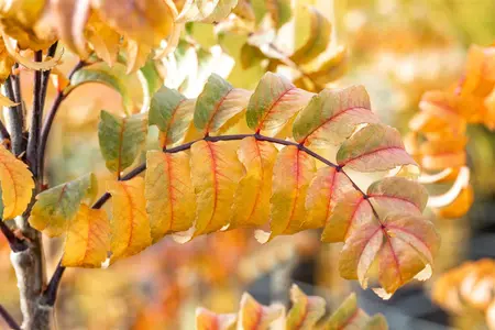 Sorbus auc. 'Fastigiata' - 80-100 CM C10 - image 2