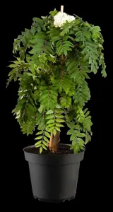 Sorbus auc. 'Fastigiata' - 60-80 CM C10 - image 4