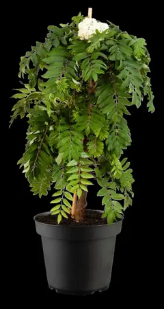 Sorbus auc. 'Fastigiata' - STDS 12-14 CM RB - image 4