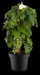 Sorbus auc. 'Fastigiata' - 80-100 CM C10 - image 4