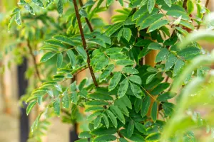 Sorbus auc. 'Sheerwater Seedling'