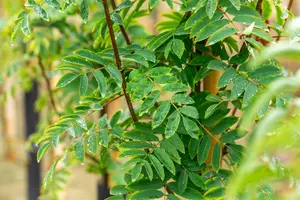 Sorbus auc. 'Sheerwater Seedling' - STDS 4-6 CM C20