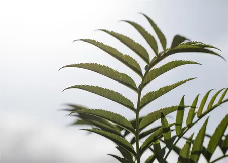 Sorbus auc. 'Ulung' - 175-200  CM C20 - image 2