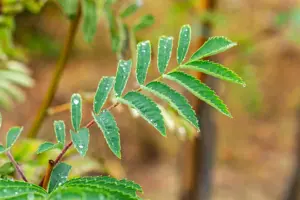 Sorbus auc. 'Wettra'