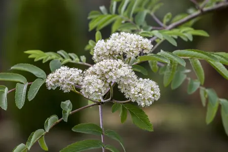 Sorbus aucuparia - 40-60 CM C2 - image 5