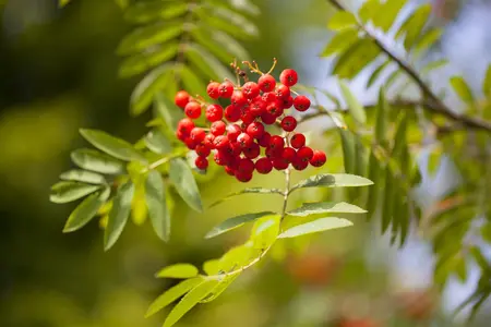 Sorbus aucuparia - STD 16-18 CM CONT    - image 2
