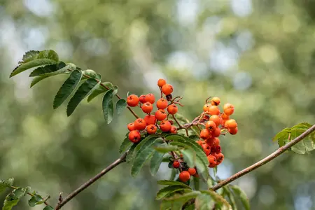 Sorbus aucuparia - 125-150 CM C5 WHIP - image 5