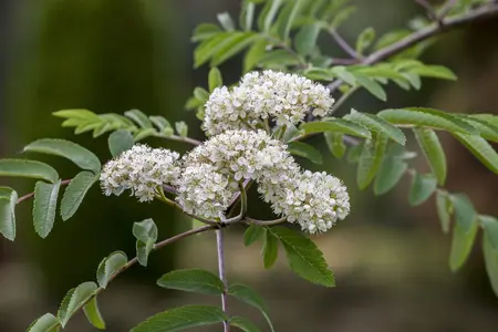 Sorbus aucuparia - MULTISTEM 250-300 CM RB - image 4