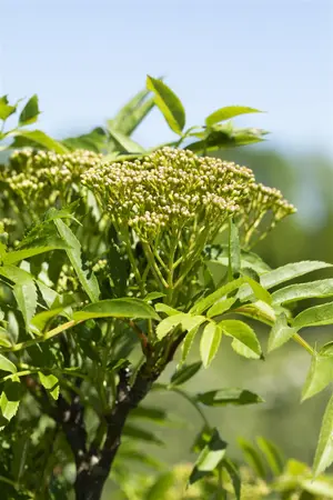 Sorbus 'Autumn Spire' - 175-200 CM FTH WHIP C12 - image 2