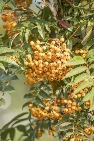 Sorbus 'Autumn Spire' - 175-200 CM FTH WHIP C12 - image 5