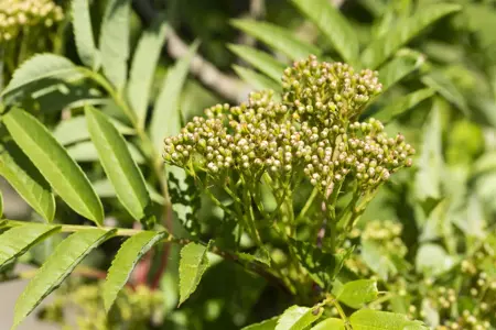 Sorbus 'Autumn Spire' - 50-60 CM C3 - image 3