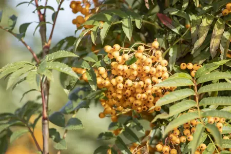 Sorbus 'Autumn Spire' - 50-60 CM C3 - image 4