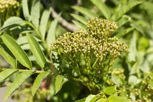 Sorbus 'Autumn Spire' - 175-200 CM FTH WHIP C10 - image 2