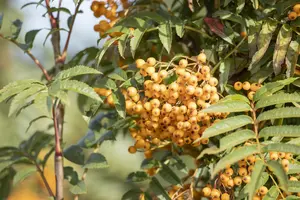 Sorbus 'Autumn Spire' - 80-100 CM C3 WHIP - image 3