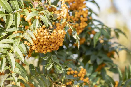 Sorbus 'Autumn Spire' - 80-100 CM C3 WHIP - image 5