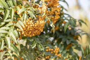 Sorbus 'Autumn Spire' - 80-100 CM C3 WHIP - image 5