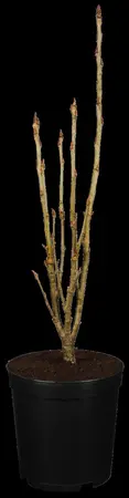 Sorbus 'Autumn Spire' - 175-200 CM FTH WHIP C12 - image 1