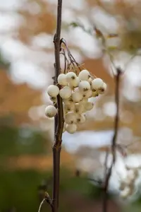 SORBUS CASHMIRIANA