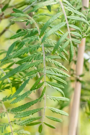 Sorbus 'Chinese Lace' - STD 10-12 CM CONT    - image 3