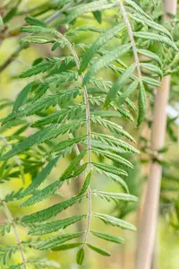 Sorbus 'Chinese Lace' - STD 10-12 CM CONT    - image 3