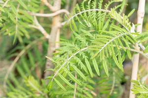 Sorbus 'Chinese Lace' - STD 10-12 CM CONT    - image 2