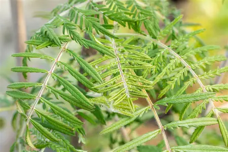 Sorbus 'Chinese Lace' - STD 10-12 CM CONT    - image 4