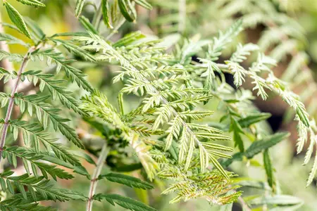 Sorbus 'Chinese Lace' - STD 10-12 CM CONT    - image 5