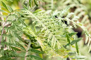 Sorbus 'Chinese Lace' - STD 10-12 CM CONT    - image 5