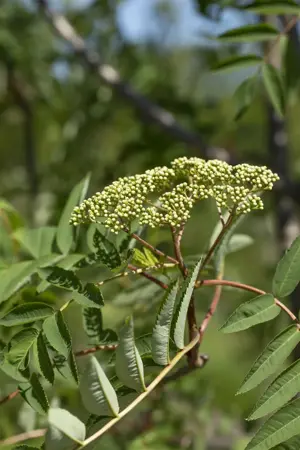 Sorbus decora - STEM 200 CM, GIRTH 8-10 CM C25 - image 2