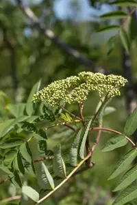 Sorbus decora - STEM 200 CM, GIRTH 10-12 CM C25 - image 2