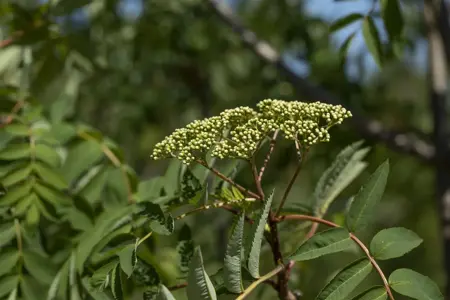 Sorbus decora - STEM 200 CM, GIRTH 10-12 CM C25 - image 1