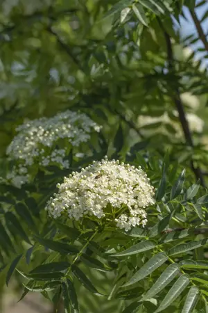 Sorbus 'Dodong' - 30-40 CM C3 - image 2