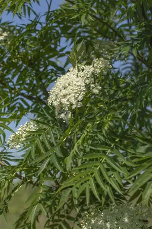 Sorbus 'Dodong' - 30-40 CM C3 - image 5