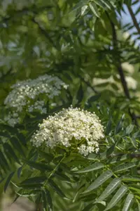 Sorbus 'Dodong' - 60-80 CM C20 - image 2