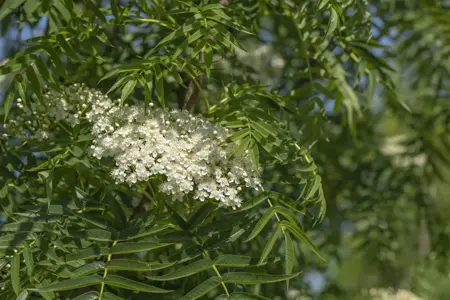 Sorbus 'Dodong' - 30-40 CM C3 - image 3